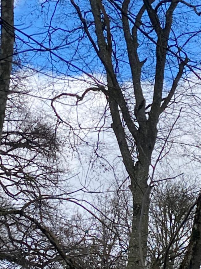 Bäume vor einem blauen Himmel