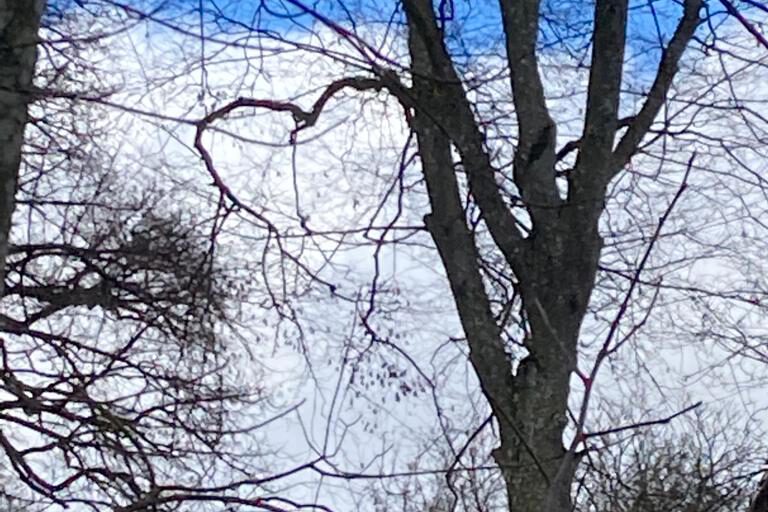 Bäume vor einem blauen Himmel