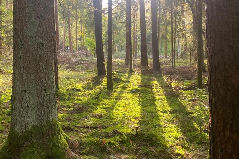 Licht fällt durch die Bäume im Wald