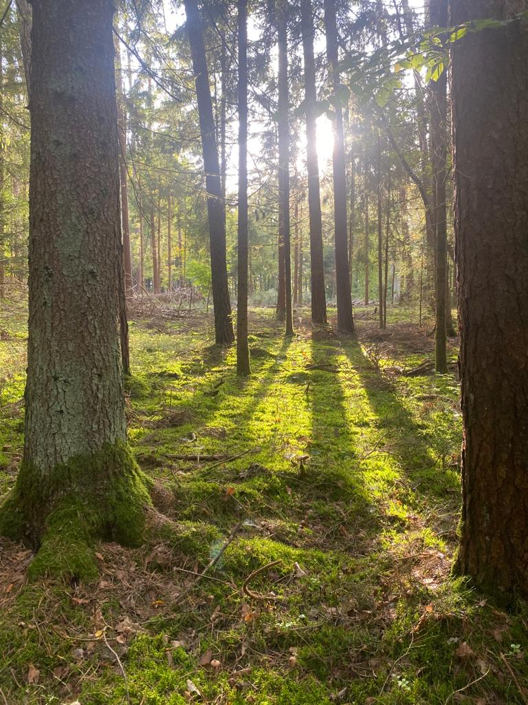 Licht fällt durch die Bäume im Wald